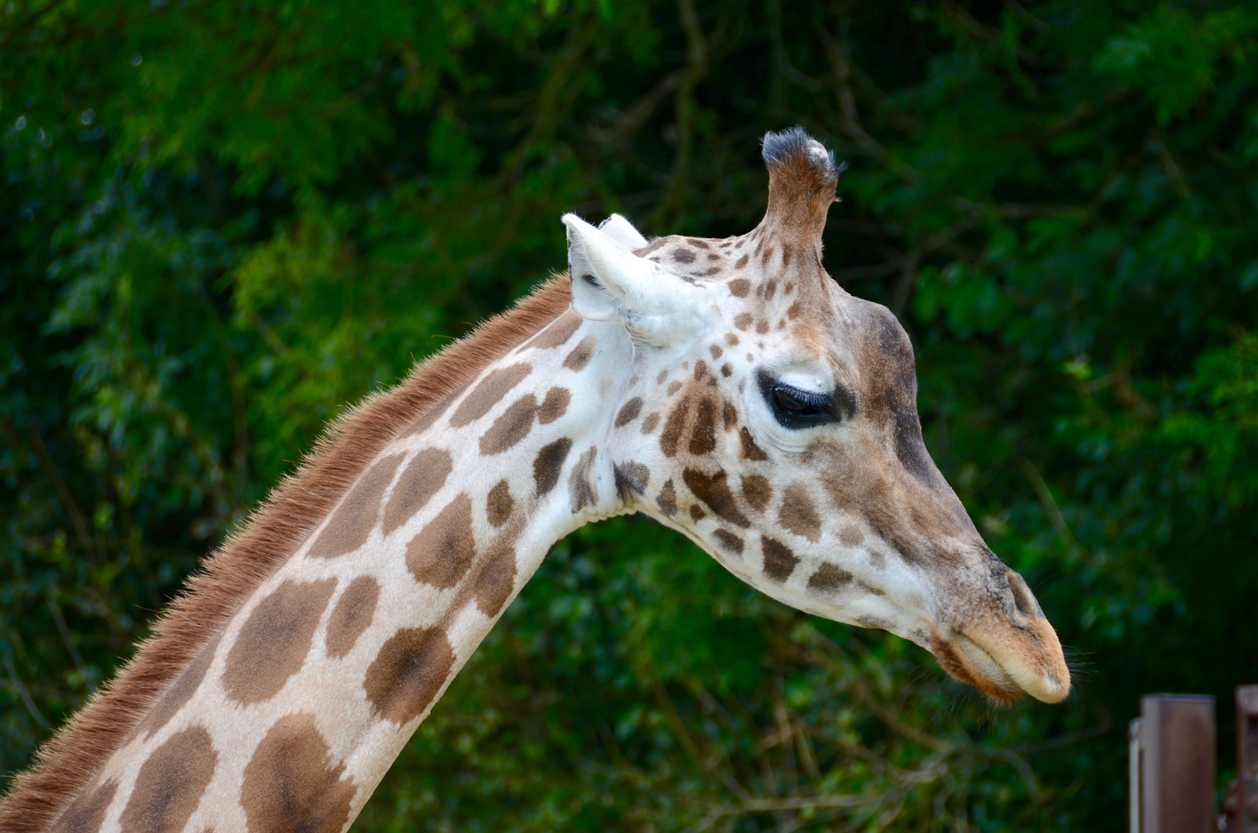 Close up of a giraffe at Longleat Safari Park
